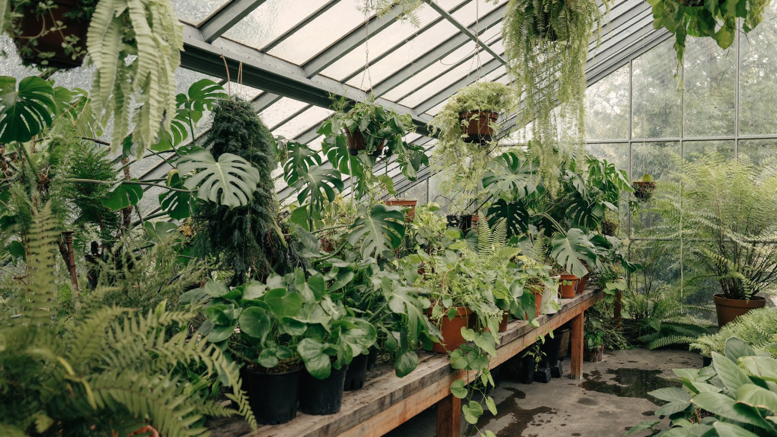 Inside the Fernworks greenhouse: monsteras and ferns in terracotta pots crowd a wooden bench under soft light from the glass roof.